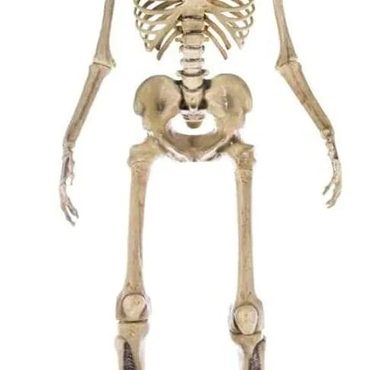 2026 Debut Smart Pick 2025 Home Accents 12 ft. Giant-Sized Skeleton with LifeEyes NO250058 Practical