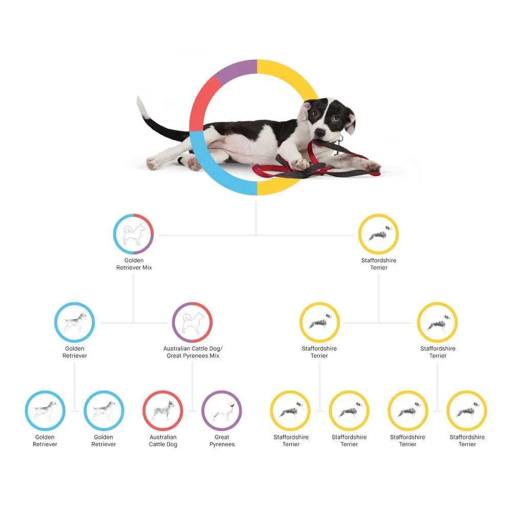 Essential Basic Line Embark Dog DNA Test, Breed Identification Kit Functional